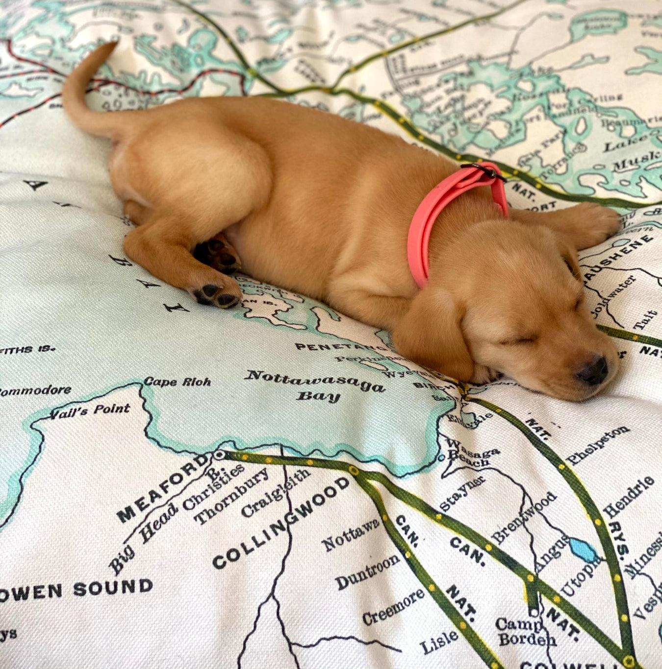 All Map Dog Bed Collection